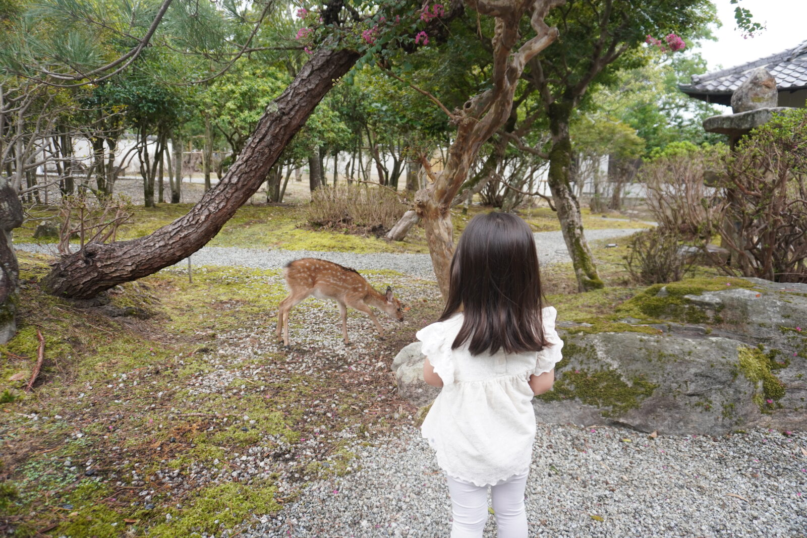 奈良公園の鹿 子連れ