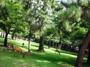 奈良プラザホテル 周辺スポット 奈良公園 子連れ